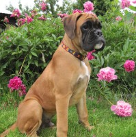 /album/fotogalerie-fotogalerie1/cerven-2010-060-jpg2/